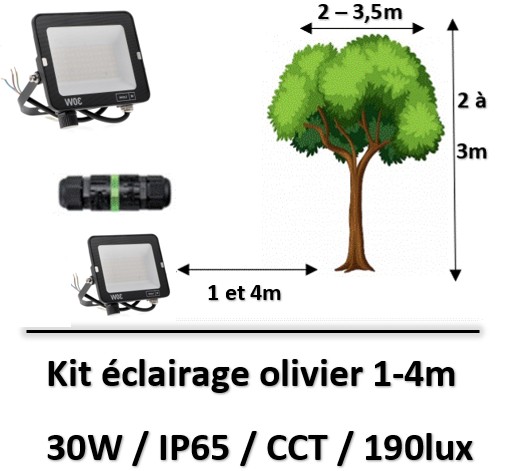 eclairage-olivier