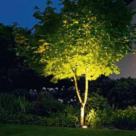 arbre-eclaire