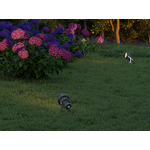 caddie-fade-galeria-2