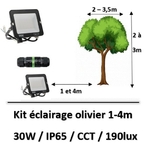 eclairage-olivier
