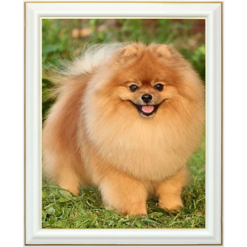 diamond-painting-pomeranian