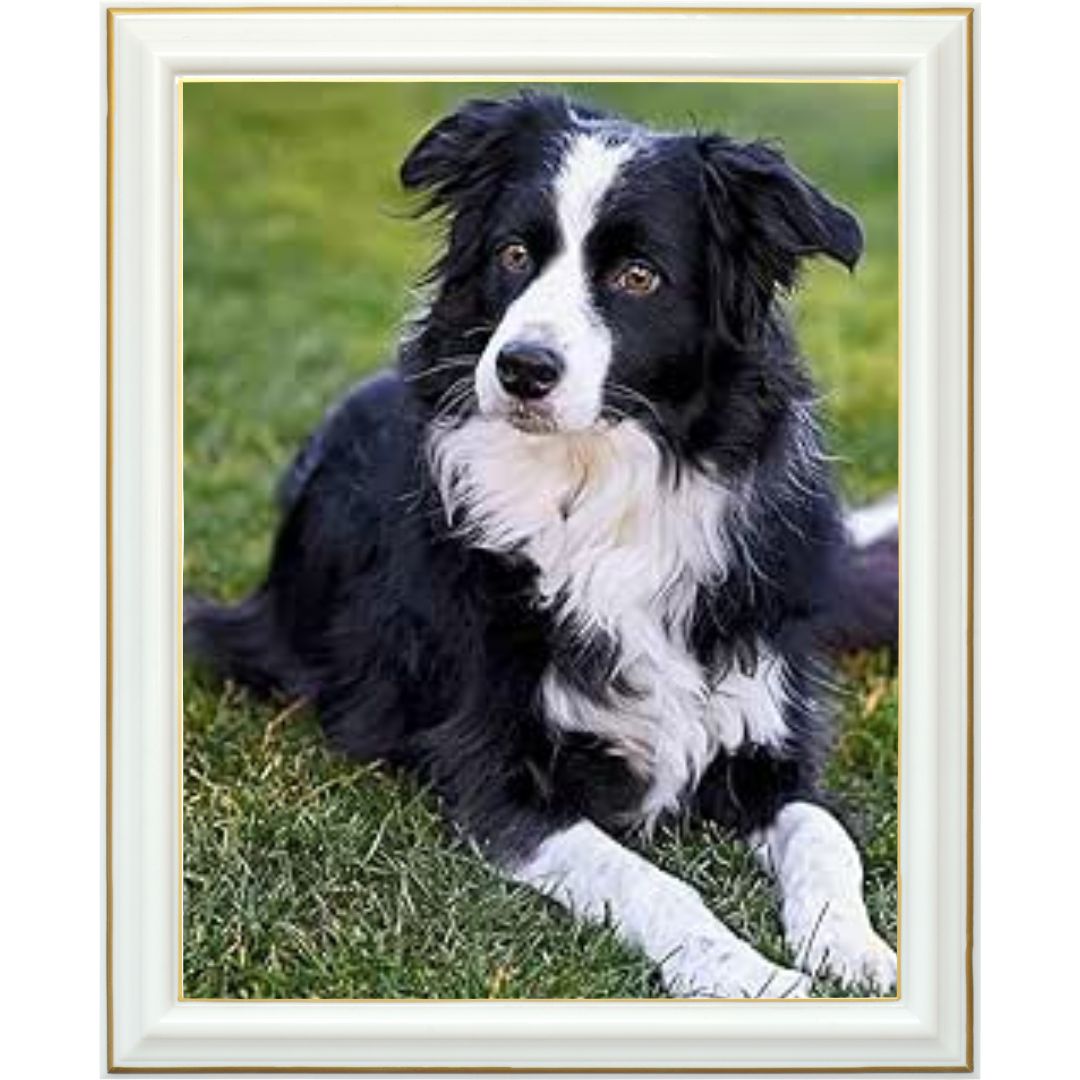 Broderie diamant - Border collie