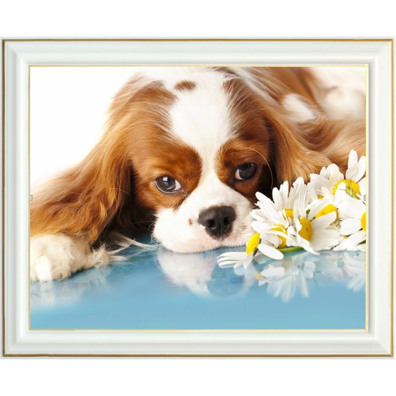 Broderie diamant - Cavalier King Charles