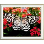diamond-painting-papillon