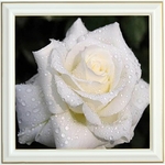 broderie-diamant-rose-blanche