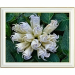 diamond-painting-datura-inoxia