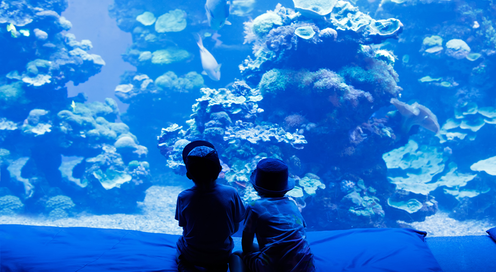 aquarium