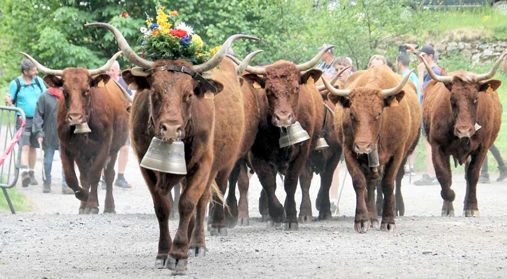 transhumance