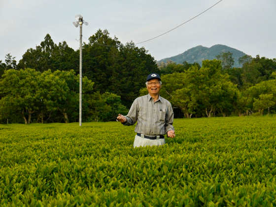 Producteur Thé Vert Japon Kukicha Mie Hayashi
