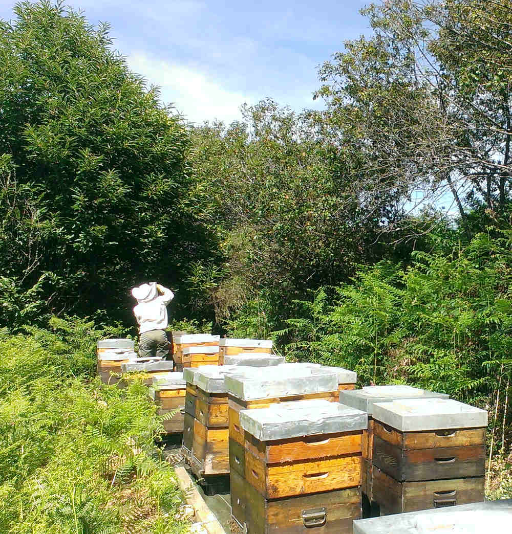 Cuillère à miel en buis – La maison de commerce LMDC