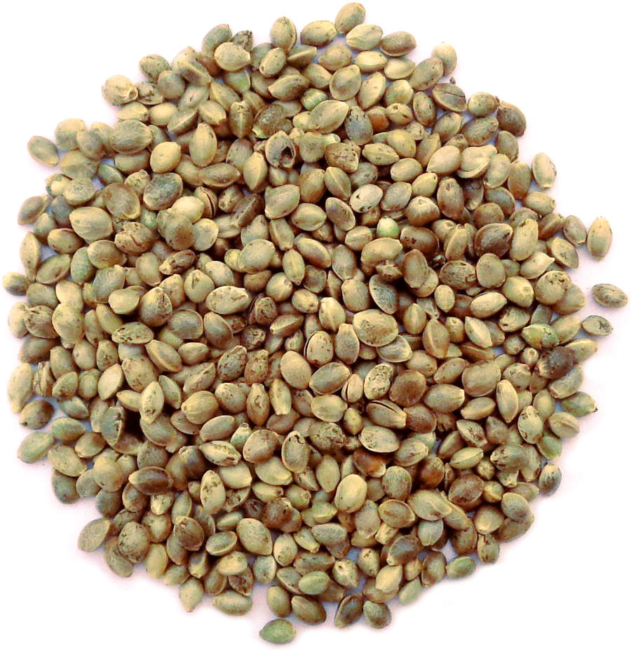 Graines de Chanvre Agriculture Biologique pour tisanes et infusion