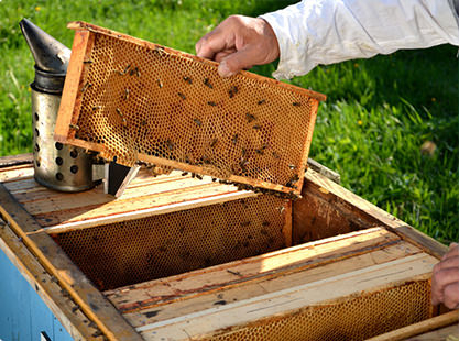 Tous nos produits à base de propolis