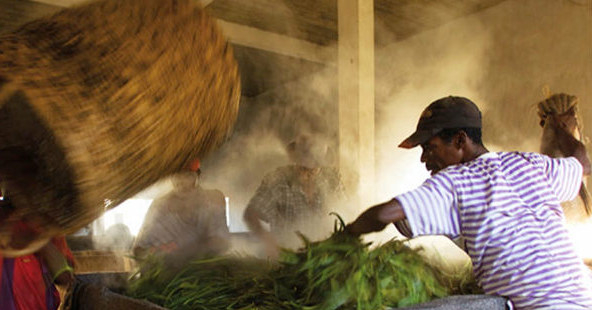 vanille bourbon de madagascar process gousses