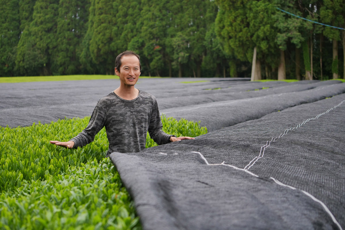 Découvrez le meilleur thé vert japonais biologique : le gyokuro premium Dew Drops