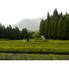 Producteur Thé Vert Japonais Bio Matsumoto Tamaryokucha
