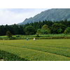 Jardin de Thé Kagoshima Watanabe Bio