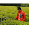 Thé Grillé Torréfié Japonais Houjisha Biologique Kirishima Jardin 3