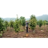 Ylang Ylang Osmanthe Vietnam Dalat
