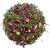The vert Japonais Biologique Sencha Petales de Rose et Citron Petit Producteur Morimoto Kagoshima