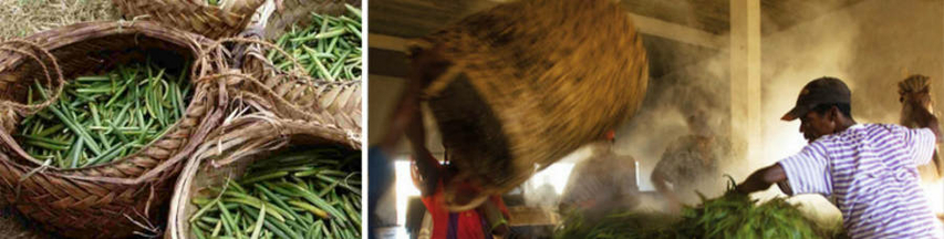 Fabrication de la Vanille de Madagascar Sambava