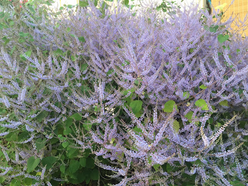 Parfum pour bougie et cosmétique Patchouli