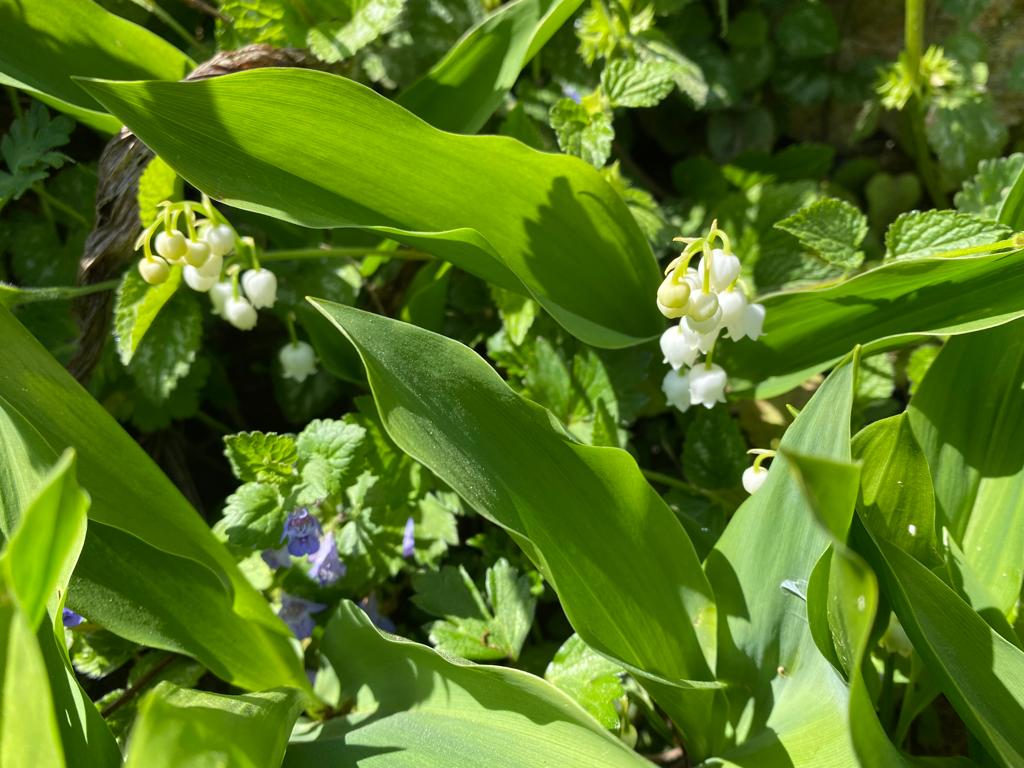 Parfum pour bougie et cosmétique Muguet