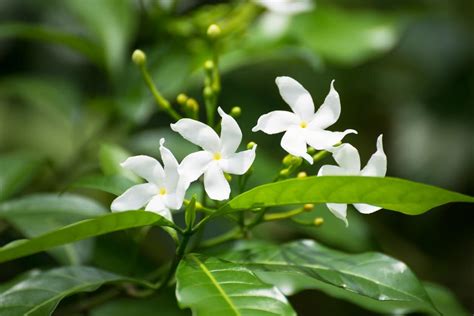Parfum pour bougie et cosmétique Jasmin