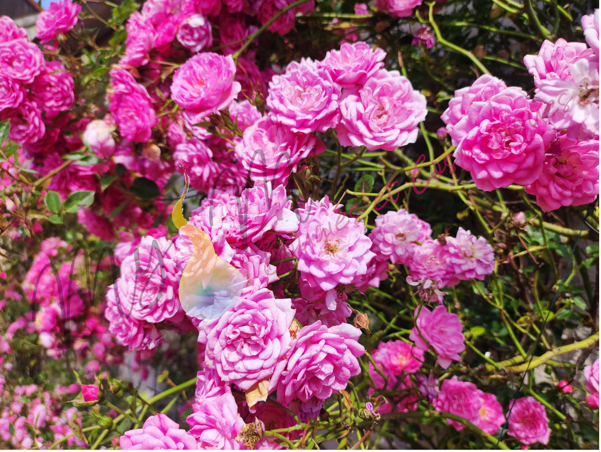 Parfum pour bougie et cosmétique Rose de Provins