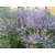 patchouli