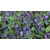 violette
