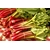 rhubarbe