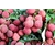 litchi