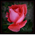 rose du jardin