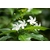 Jasmin