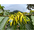 Ylang