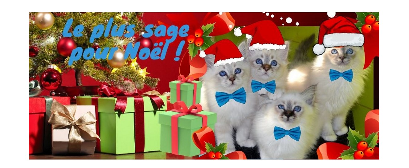 le plus sage noel cadeaux gamelle chat chaton animaux la boutik du chat