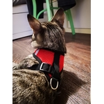 harnais collier laisse chat rouge chaton la boutik du chat