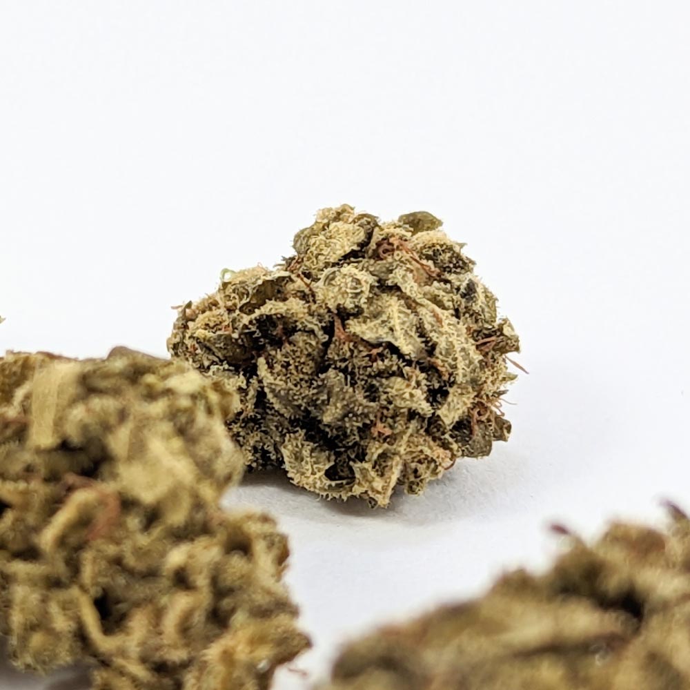 fleur-cbd-bio-mango-groupe