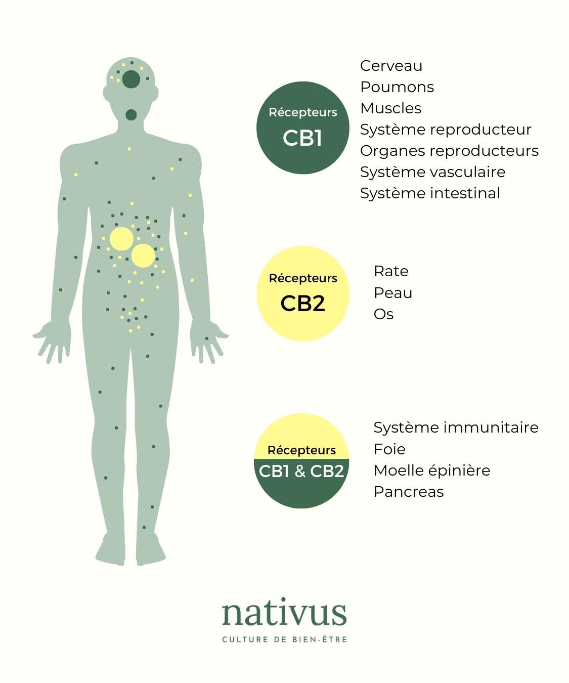 systeme-endocannabinoide