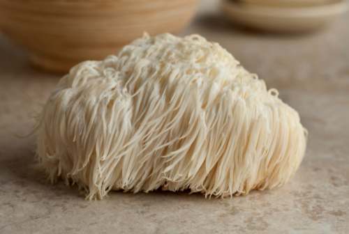 Lion's Mane Mushroom