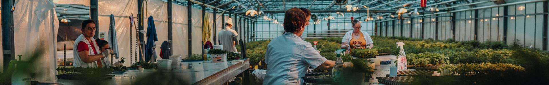 production-cbd-hanfama