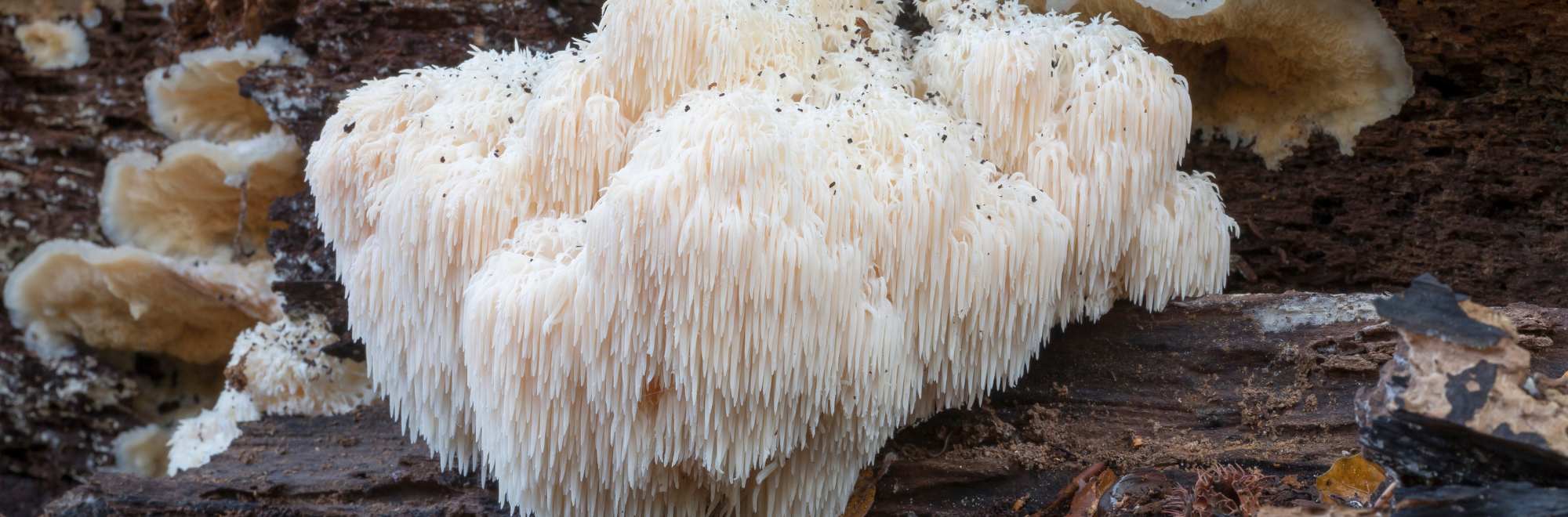 mycotherapie lions mane