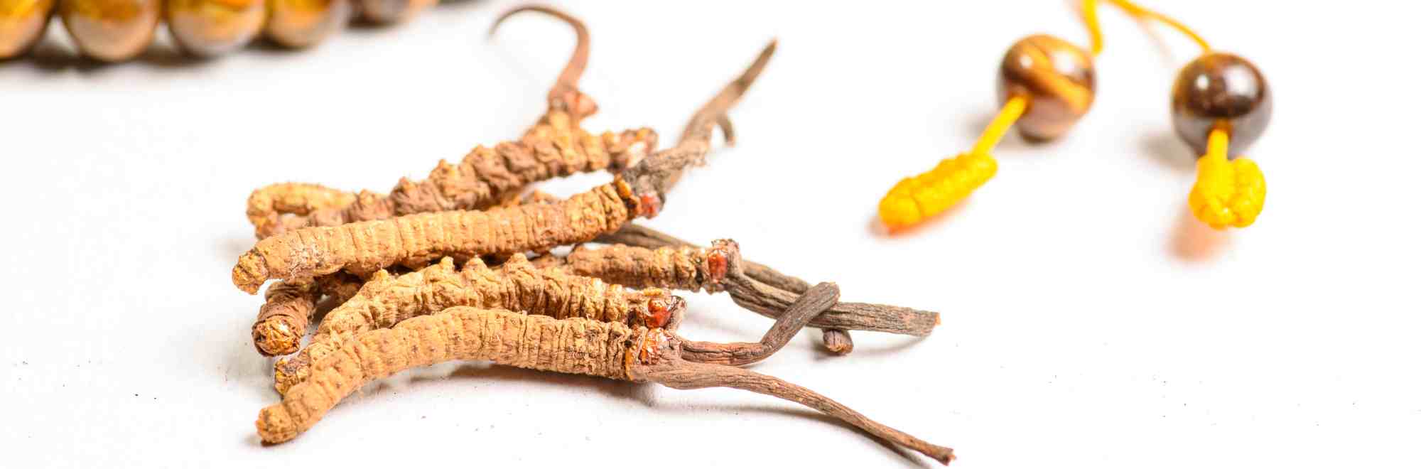 cordyceps sinensis