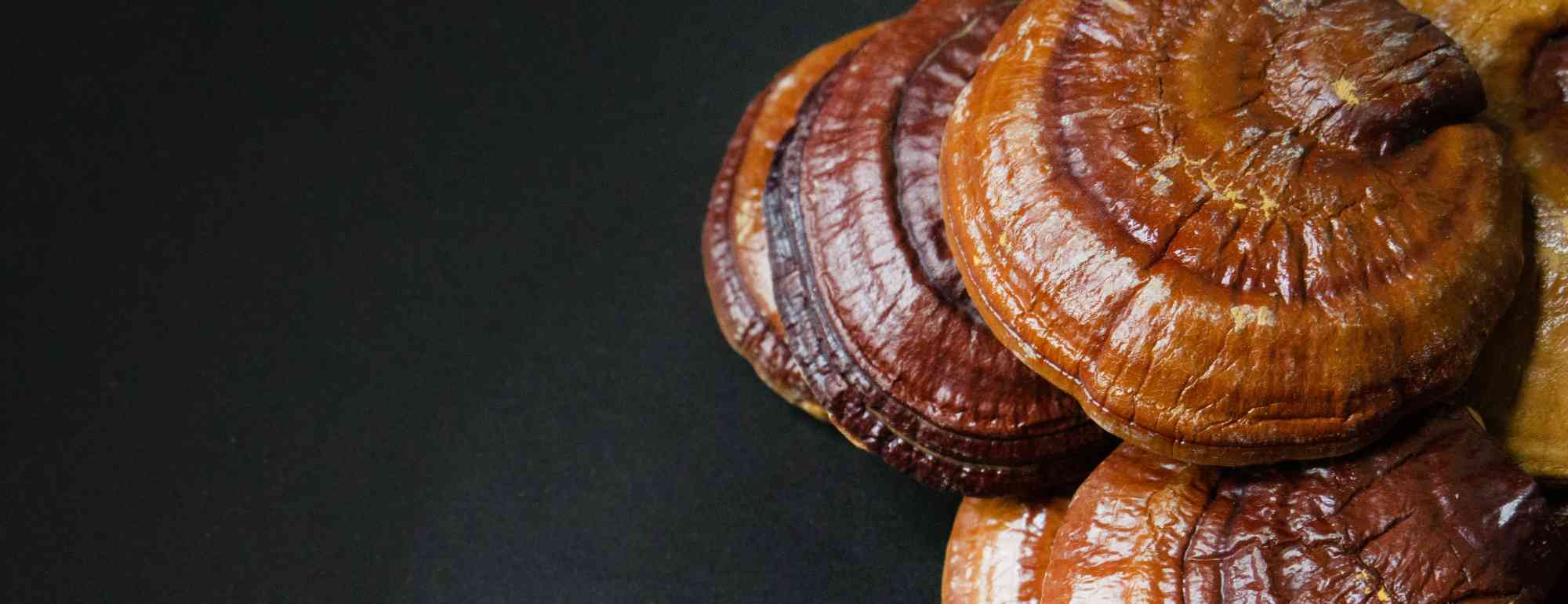 ganoderma lucidum