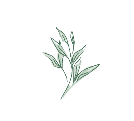 plante1 02