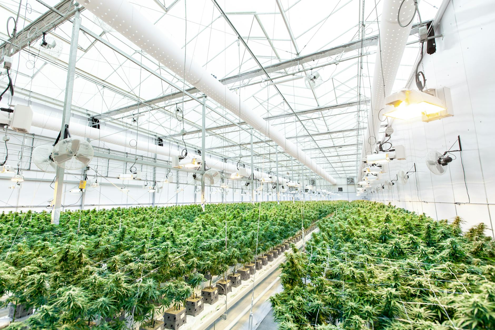 photos gratuites de cbd chanvre croissance
