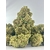 amnesia haze