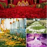Faux-p-tales-de-roses-en-soie-1000-pi-ces-pour-d-coration-de-mariage-pour