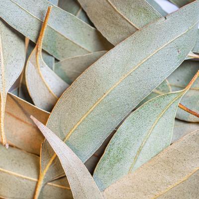 2020-Eucalyptus-2-006