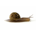 snail-1959_1920